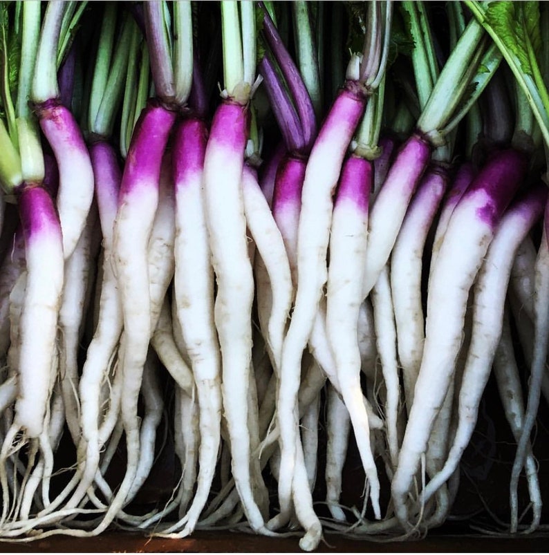 Hinona Kabu Purple Japanese Turnip 100 Seeds Etsy