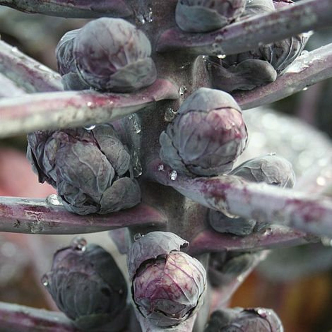 Red Bull Purple Brussels Sprouts Seeds 25 seeds Etsy