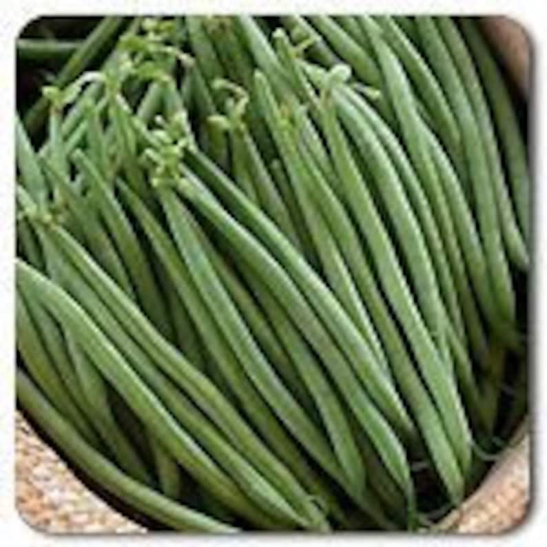 Tavera Bean Seeds HARICOT VERTS Seeds French Filet Bean Seeds Etsy