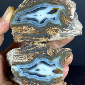 Puede incluir: Dos piezas de madera petrificada con una sección transversal pulida que presenta bandas concéntricas de ágata blanca, azul claro y gris oscuro. Los bordes exteriores muestran la veta natural y texturizada marrón y beige de la corteza fósil.