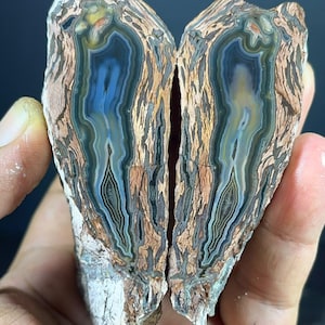 May include: Two halves of a split agate geode featuring concentric bands of blue, grey, and tan colours. The interior displays a central blue core surrounded by intricate, wavy layers of brown and beige mineral deposits, creating a symmetrical pattern.