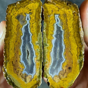 Può includere: Due metà di una pietra d'agata lucidata, che mostra un esterno giallo e marrone vibrante. L'interno rivela un motivo sorprendente di bande grigie, bianche e blu, creando un design naturale unico. I bordi ruvidi della pietra contrastano con la superficie lucida.