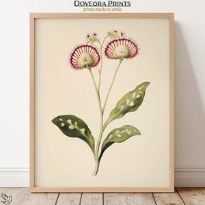 Stampa digitale vintage della dionea (Venere acchiappamosche), illustrazione botanica di una pianta carnivora per decorazione murale - S01-300