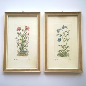 Puede incluir: Dos láminas botánicas enmarcadas con ilustraciones detalladas de flores silvestres. La lámina de la izquierda muestra flores rosas y rojas, mientras que la de la derecha presenta flores azules en forma de campana. Marcos de madera clara con paspartú crema.
