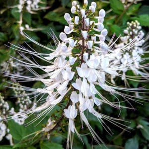 May include: Close-up of a white flower with long, thin stamens, resembling cat whiskers, against a backdrop of green foliage. The flower's petals are delicate and white, with a central stem. The image highlights the unique structure of the plant.