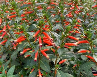 Set 2 Cuphea David Verity Starter Plants - 3-6" Tall - Vibrant Orange Flower Perennial Plant for Home Garden