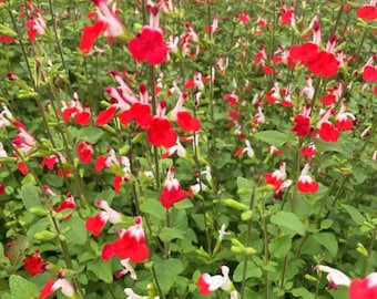 Set of 3 Hot Lips Salvia Live Plants - 5-9" Tall - Ship No Pot - Salvia microphylla - Red & White Flowering Sage for Garden, Pollinator Beds