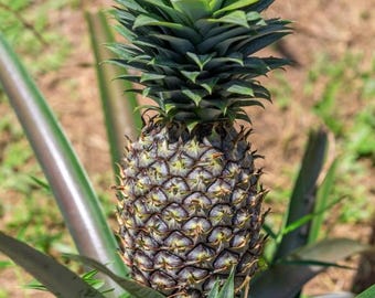 Set 2 White Jade Pineapple Plant - 4-6" Tall - Ship no pot - Ananas comosu - Low-Acid Sweet Tropical Fruit Plant for Home Garden