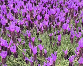 Set of 2 Otto Quast Lavender Plants - Ship no pot - Lavandula stoechas 'Otto Quast' - Fragrant Ornamental Lavender for Gardens