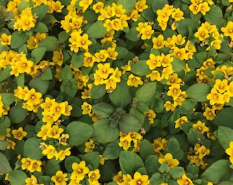 Set of 2 Golden Globes Lysimachia Live Plants - 5-9" Tall - Ship No Pot - Lysimachia procumbens - Yellow Groundcover Plants for Containers