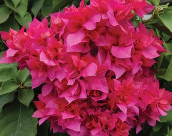 Set 2 Double Red Bougainvillea Live Starter Plants - 4–10" Tall - Hardy Bougainvillea Vibrant Flower Vin - Easy Care Landscape Plant