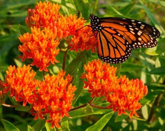 Set 2 Orange Milkweed Live Starter Plant - 3-8" Tall - Swamp Milkweed Plant - Monarch Butterfly Attracting - Perennial Orange Blooms