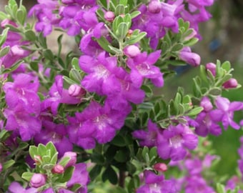 Set of 2 Dwarf TX Sage Live Plant - 5-9" Tall - Leucophyllum frutescens - Silverleaf Purple Flowering Shrubs for Xeriscape & Containers