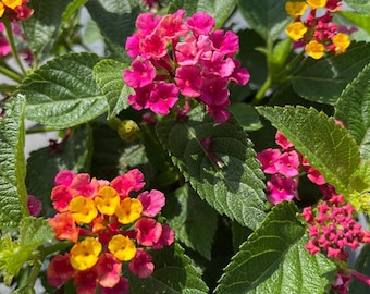 Set of 2 Lantana ‘Anne Marie’ Live Plants - 4-6" Tall - Ship No Pot - Lantana camara - Flowering Plant for Landscaping and Containers