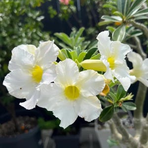 May include: Close-up of white flowers with yellow centers. The petals are delicate and ruffled, with a soft texture. Green leaves and stems surround the blooms, creating a natural and vibrant composition. The flowers are in full bloom.