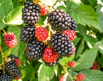 Set 2 Chester Thornless Blackberry Starter Plants - 4-10" Tall - Sweet Blackberry Fruit Live Plant for Gardening