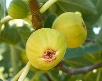 LSU Gold Fig Fruit Starter Plant - 4-6” Tall - Ship No Pot - LSU Large Yellow Sweet Fig Fruit - Easy to Grow