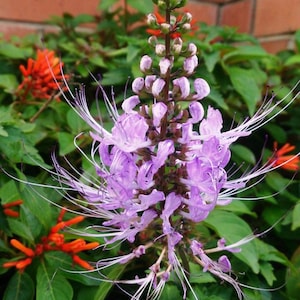 May include: Close-up of a purple flower with long, white stamens, resembling cat whiskers. The flower is surrounded by green leaves and other orange flowers. The background includes a red brick wall.