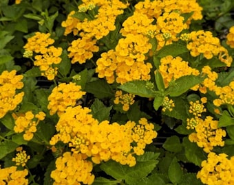 Set of 2 Lantana Chapel Hill Gold Live Plants - 4-6" Tall - Lantana camara - Flowering Plant for Landscaping and Butterfly Gardens