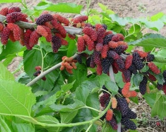 Set 2 Dwarf Everbearing Mulberry Live Starter Plants - 4-8" Tall - Ship No Pot - Low-Maintenance Mulberry Plant for Home Garden