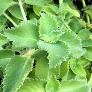 May include: Close-up of a lush green plant with textured, scalloped-edge leaves. The leaves are a vibrant green color, with a slightly lighter shade at the center. The plant appears healthy and well-nourished, with multiple leaves visible.