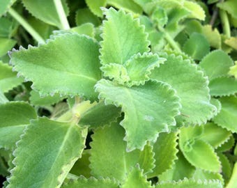 Cuban Oregano Plant - 3-6" Tall - Ship no pot - Plectranthus amboinicus - Aromatic Culinary & Medicinal Herb for Cooking, Tea