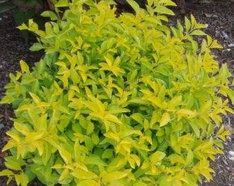 Set 2 Duranta Yellow Starter Plant - 3-6" Tall - Ornamental Shrub for Home Garden/Landscape