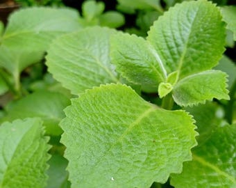 Set 2 Cuban Oregano Live Starter Plants - 3-6" Tall - Ship No Pot - Aromatic Herb Plant - Culinary & Medicinal - Perennial Green Foliage