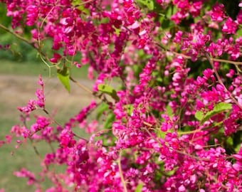 Set of 2 Mexican Creeper Live Plants - 4-6" Tall - Ship No Pot - Antigonon leptopus - Flowering Vine for Trellises and Fences