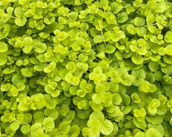 Set of 2 Goldilocks Lysimachia Live Plant - 4-6" Tall - Creeping Jenny Golden Foliage - Yellow Trailing Groundcover Plants