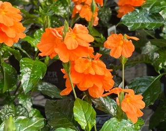Set 2 Florida Sunset Crossandra Live Plant - 5-9" Tall - Ship No Pot - Firecracker Flower - Orange Flowering Plants for Containers & Patios