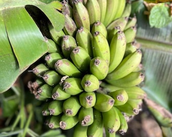 Dwarf Cavendish Bananas Tropical Fruit Live Plant - 4-10" Tall - Ship No Pot - Banana Fruit Plant for Home Garden/Orchard/Ornament/Landscape
