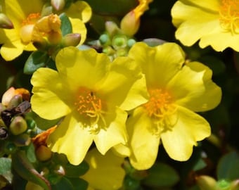 Set of 2 Jumbo Yellow Portulaca Live Plant - 5-9" Tall - Ship No Pot - Heat Tolerant Yellow Flowering Plants for Containers & Borders