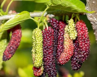 Pakistan Mulberry Live Starter Plant - 6-8" Tall - Ship No Pot - Low-Maintenance Mulberry Plant for Subtropical Garden