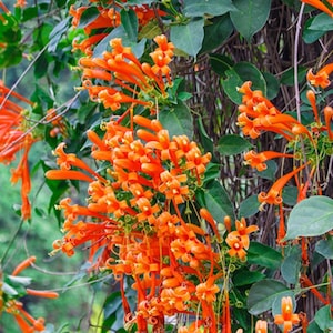 May include: Close-up of vibrant orange trumpet-shaped flowers with green leaves. The flowers are clustered together, creating a dense and colorful display. The image showcases a climbing vine, perfect for adding a touch of nature to any space.