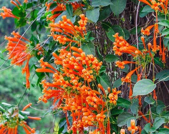 Set of 2 Orange Trumpet Vine Live Plant - 4-6" Tall - Ship No Pot - Campsis radicans - Fast Growing Climbing Flower for Trellis