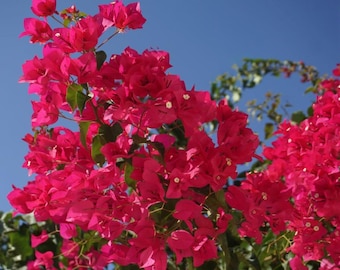 Set 2 Barbara Karst Bougainvillea Starter Plants - 4-10" Tall - Hardy Bougainvillea Vibrant Flower Vine - Minimal-Care Landscape Plant