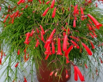 Set 3 Red Firecracker Plant Russelia - 5-9" Tall - Ship No Pot - Russelia equisetiformis - Cascading Red Flower Vine for Hanging Baskets