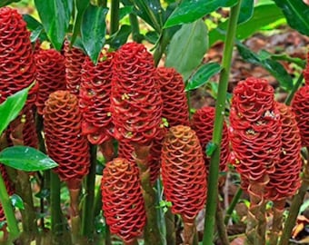 Set of 5 Shampoo Ginger Root (Awapuhi) - Zingiber zerumbet - Tropical Plant for Natural Hair Care and Ornamental Gardening