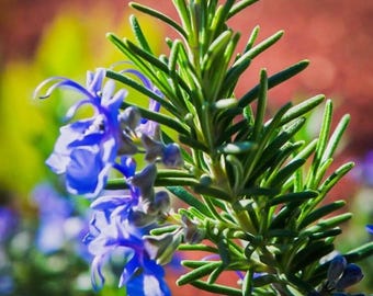 Set 3 Tuscan Blue Rosemary Live Starter Plants - 5-8" Tall - Ship No Pot - Fragrant Culinary Herb for Cooking and Landscaping