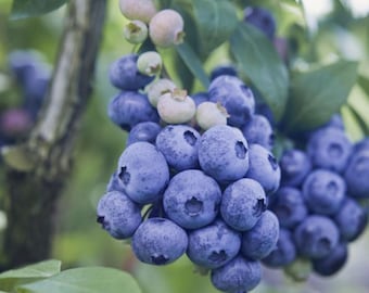 O'neal Blueberry Starter Fruit Plant - 4-8 Inches Tall - Ship No Pot - O'Neil Sweet Blueberry Bush for Home Garden