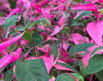 Set 2 Alternanthera Part Time Starter Plant - 3-6" Tall - Pink Variegated Foliage - Striking Ornamental Shrub for Gardening