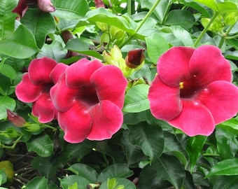 Set of 2 Lil Red Allamanda Live Plant - 4-6" Tall - Ship No Pot - Compact Red Tropical Flowering Plants for Containers & Patios