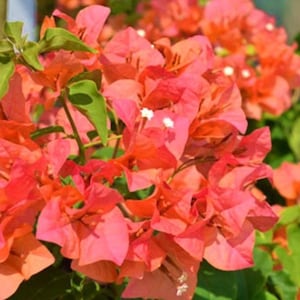 May include: Close-up of vibrant bougainvillea flowers in shades of pink and orange, with green leaves. The flowers are clustered together, creating a full and textured appearance. The image captures the natural beauty of the plant, showcasing its colorful blooms.