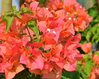 Set 2 Sundown Orange Bougainvillea Live Plants - 4-10" Tall - Ship No Pot - Bougainvillea spectabilis - Flowering Vine for Garden