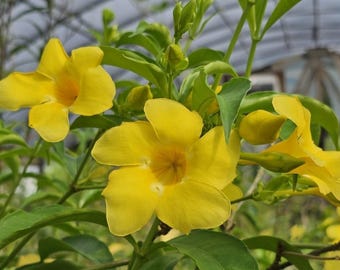 Set of 2 Golden Butterfly Allamanda - 5-9" Tall - Ship No Pot - Yellow Trumpet - Tropical Yellow Flowering Plants for Patios & Containers