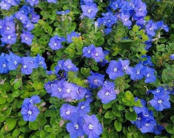 Set 2 Evolvulus Blue Daze Starter Plants - 3-6" Tall - Drought-Tolerant Vibrant Groundcover Plant for Home Garden
