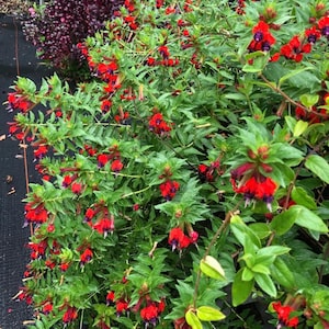 May include: A vibrant bush with bright red flowers and green leaves. The flowers have a unique shape with a dark purple center. The plant is lush and full, with a mix of light and dark green foliage. The image is taken from a slightly elevated angle.