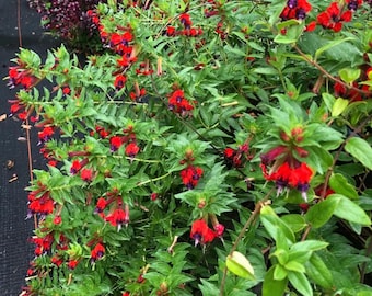 Set of 3 Cuphea Bat Face - 4-6" Tall - Ship No Pot - Cuphea llavea - Unique Purple Red Flower for Pots & Garden