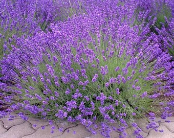 Set of 2 Provence Lavender Live Plants - 4-6" Tall - Ship No Pot - Lavandula x intermedia 'Provence' - Fragrant Perennial Herb for Gardens